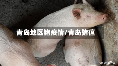 青岛地区猪疫情/青岛猪瘟