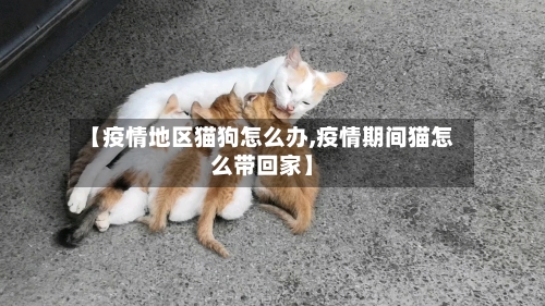 【疫情地区猫狗怎么办,疫情期间猫怎么带回家】-第3张图片