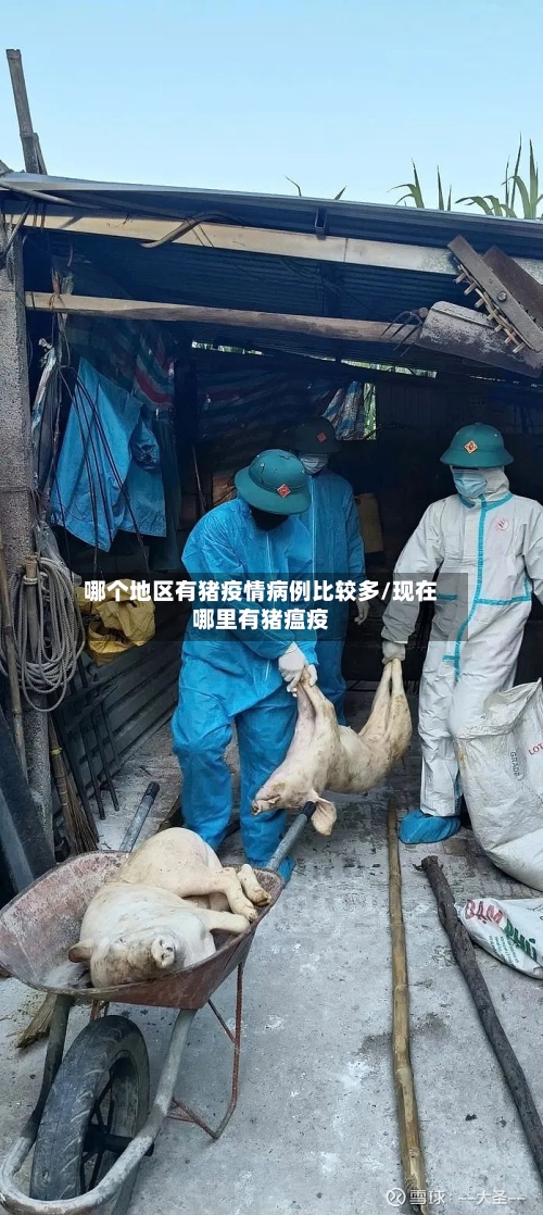 哪个地区有猪疫情病例比较多/现在哪里有猪瘟疫-第2张图片