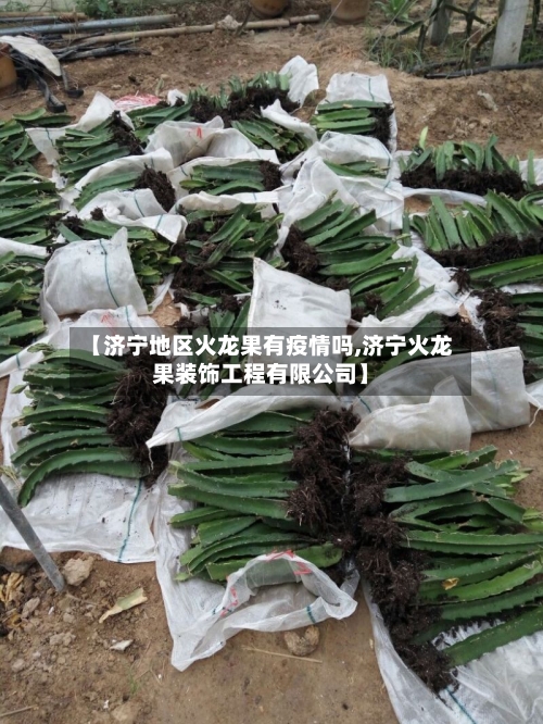 【济宁地区火龙果有疫情吗,济宁火龙果装饰工程有限公司】